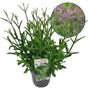 Bild von VP Verbena P19 bonariensis Bonnie Blue knop